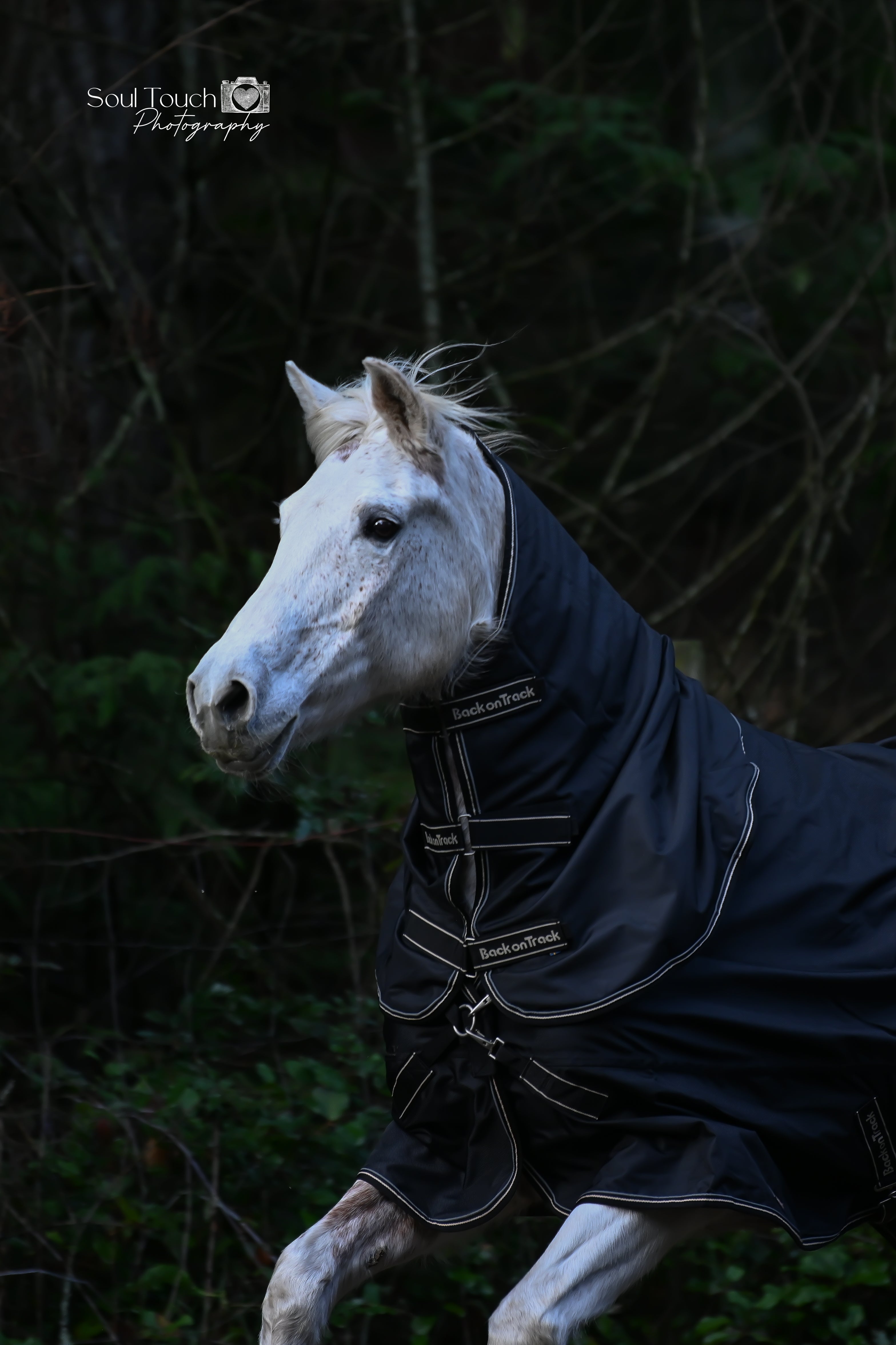 Back on Track Obsidian Turnout Blanket-Horse Blanket-Back on Track-72" / 135-Evolution Equestrian Co.
