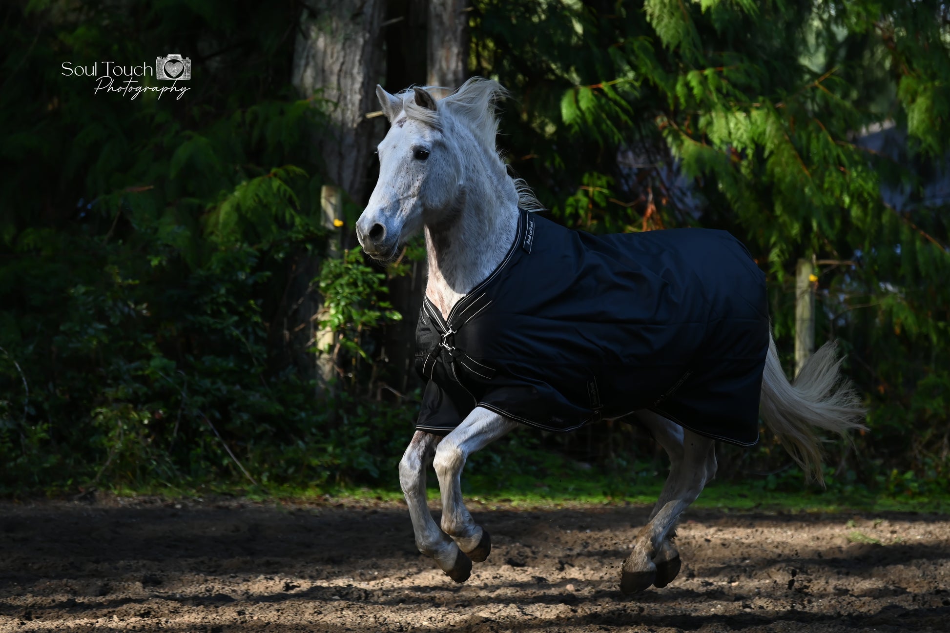 Back on Track Obsidian Turnout Blanket-Horse Blanket-Back on Track-72" / 135-Evolution Equestrian Co.