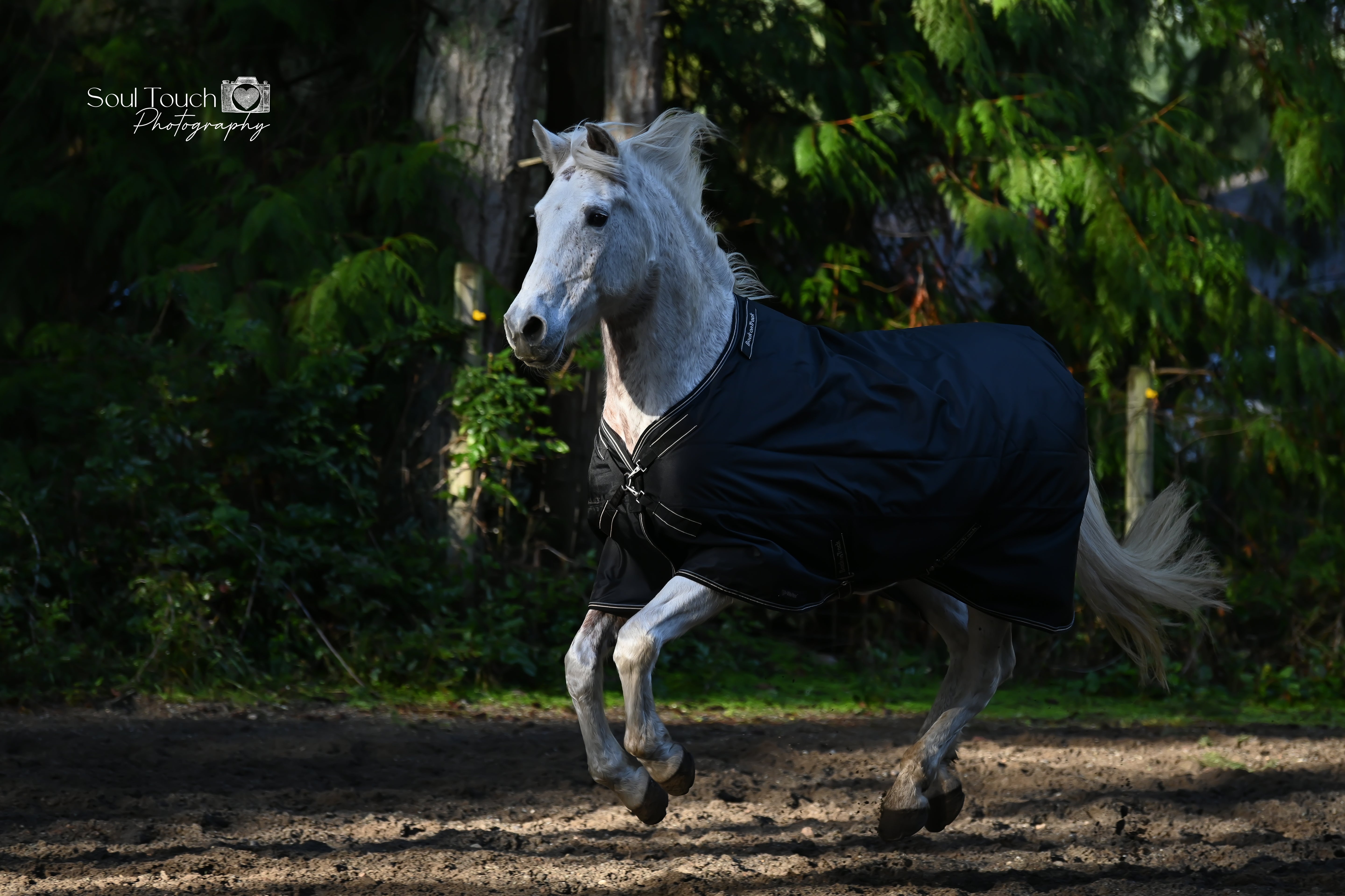Back on Track Obsidian Turnout Blanket-Horse Blanket-Back on Track-72" / 135-Evolution Equestrian Co.