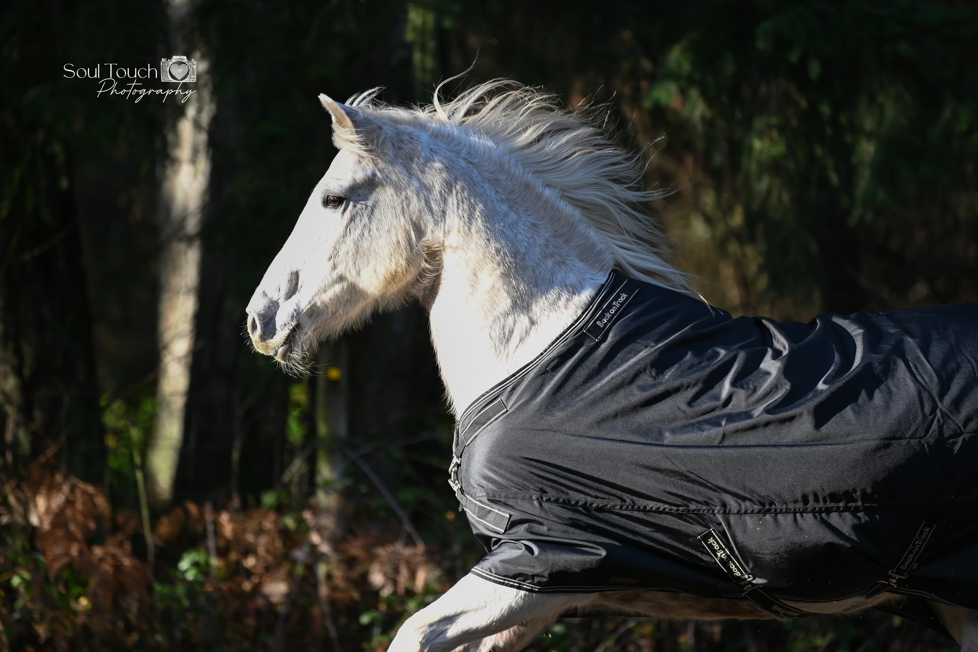 Back on Track Obsidian Turnout Blanket-Horse Blanket-Back on Track-72" / 135-Evolution Equestrian Co.