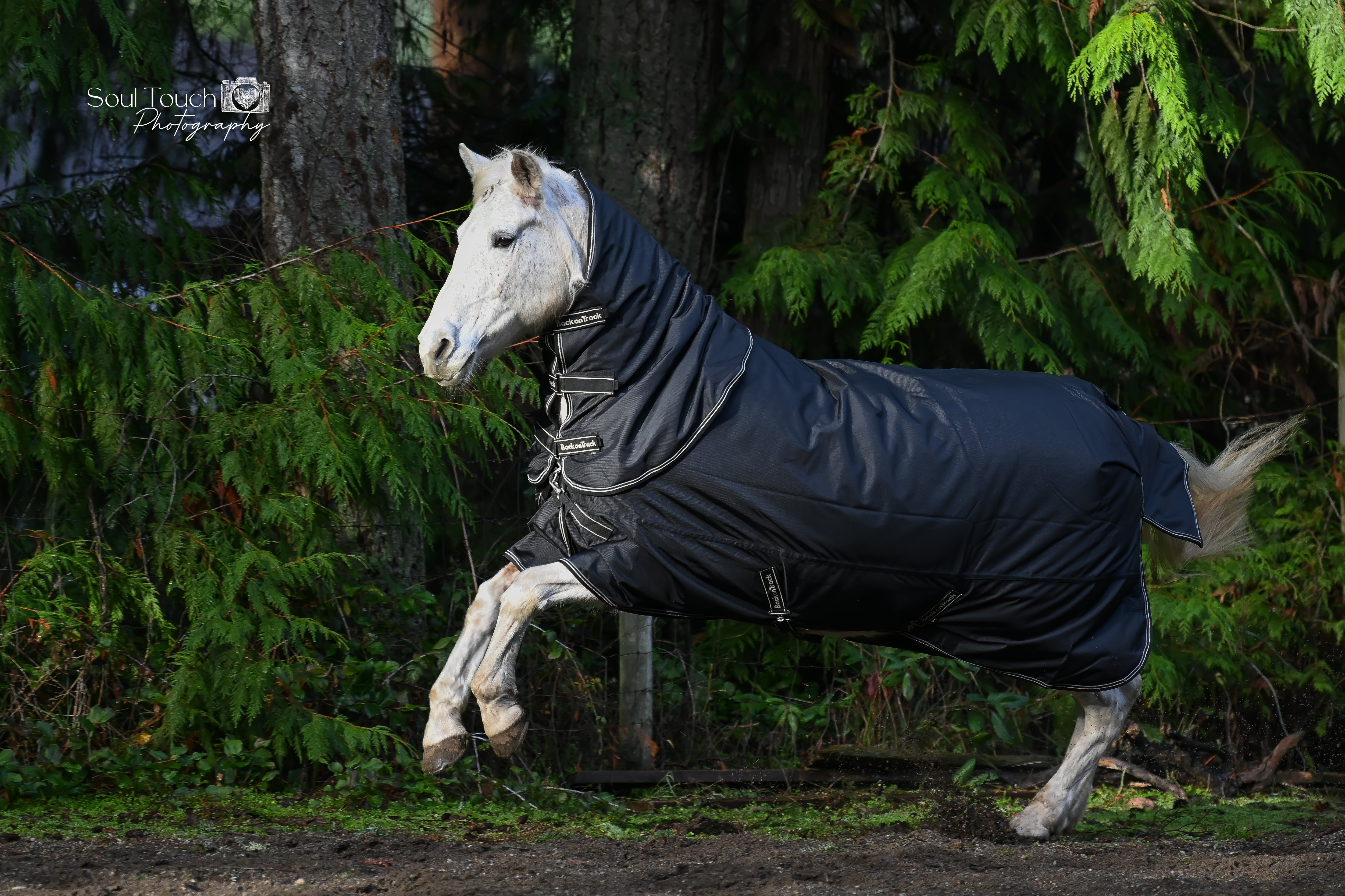 Back on Track Obsidian Turnout Blanket-Horse Blanket-Back on Track-84" / 160-Evolution Equestrian Co.