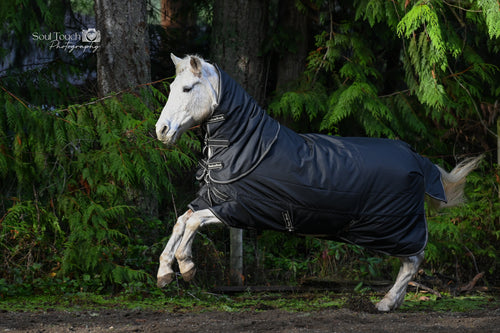Back on Track Obsidian Turnout Blanket-Horse Blanket-Back on Track-84