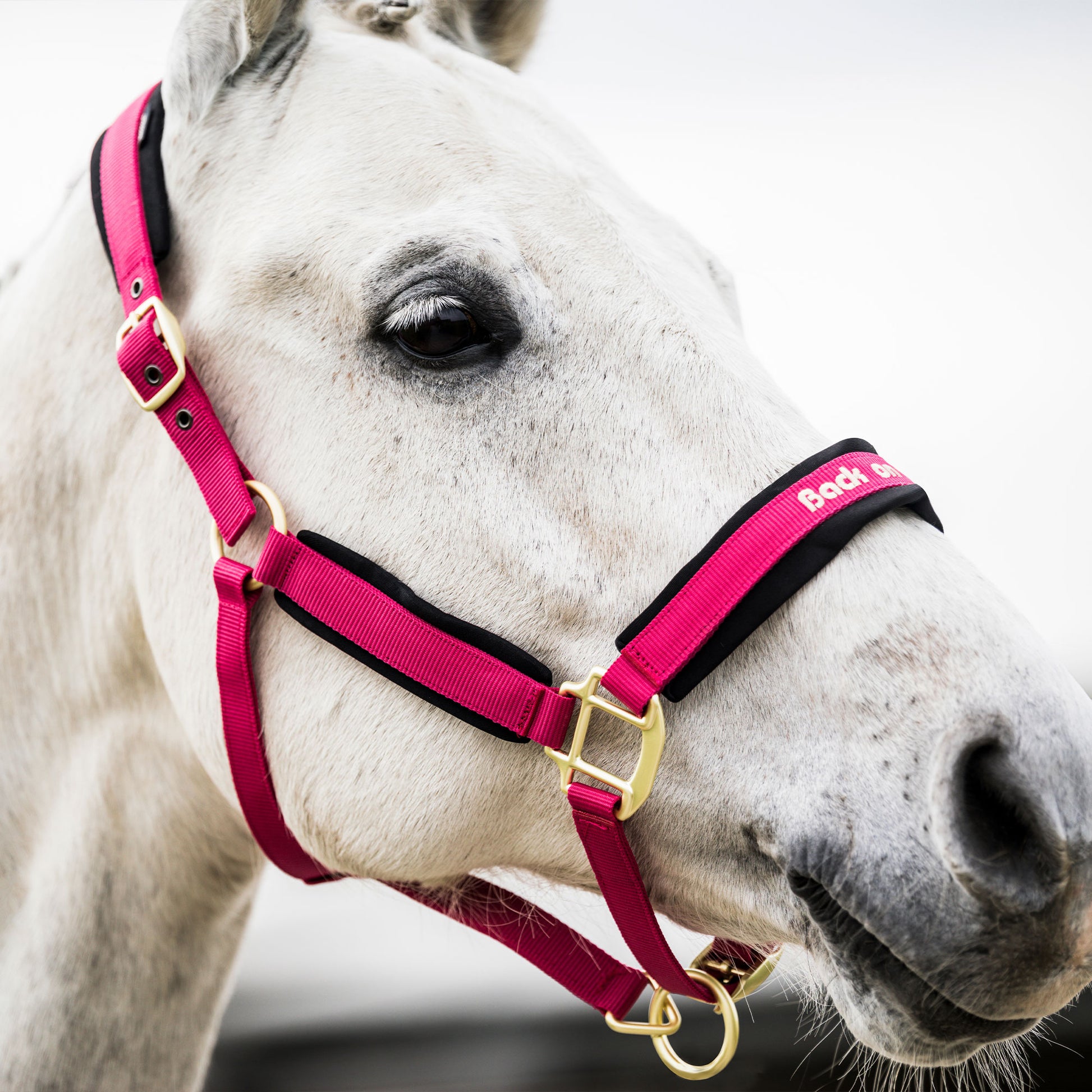 Back on Track Werano Halter-Back on Track-Back on Track-Purple-Pony-Evolution Equestrian Co.
