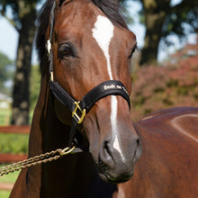 Load image into Gallery viewer, Back on Track Werano Halter-Back on Track-Back on Track-Black-Pony-Evolution Equestrian Co.
