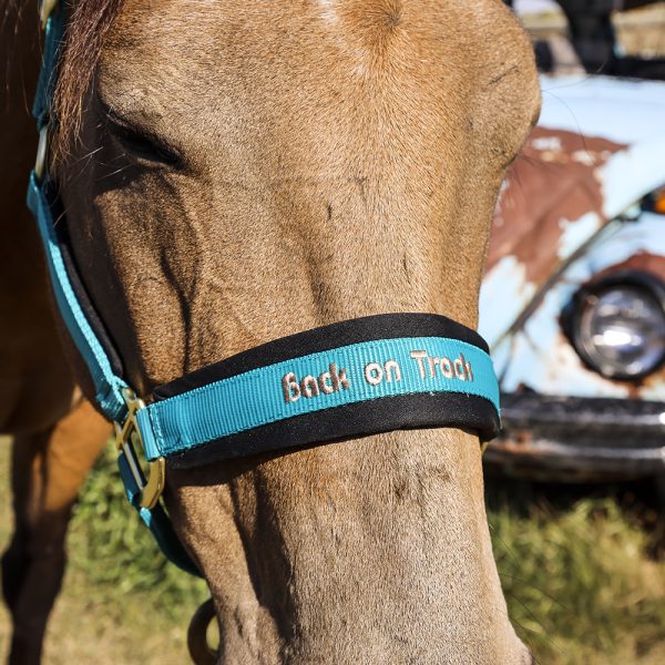 Back on Track Werano Halter-Back on Track-Back on Track-Purple-Pony-Evolution Equestrian Co.
