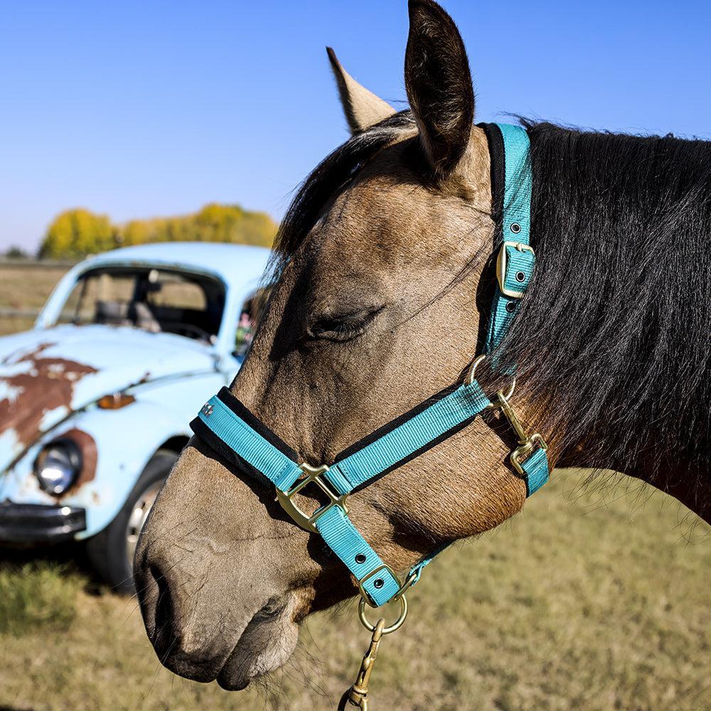 Back on Track Werano Halter-Back on Track-Back on Track-Purple-Pony-Evolution Equestrian Co.