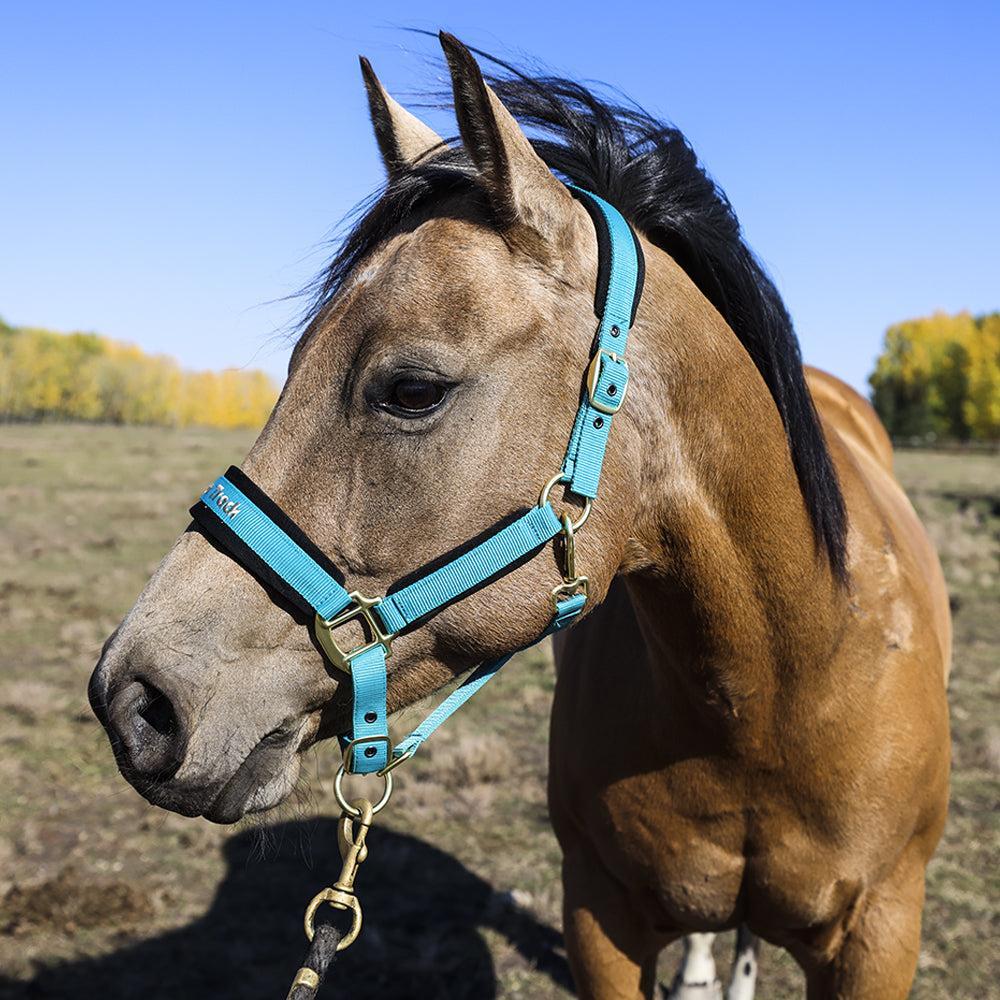 Back on Track Werano Halter-Back on Track-Back on Track-Tropical-Pony-Evolution Equestrian Co.