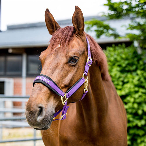 Back on Track Werano Halter-Back on Track-Back on Track-Purple-Pony-Evolution Equestrian Co.