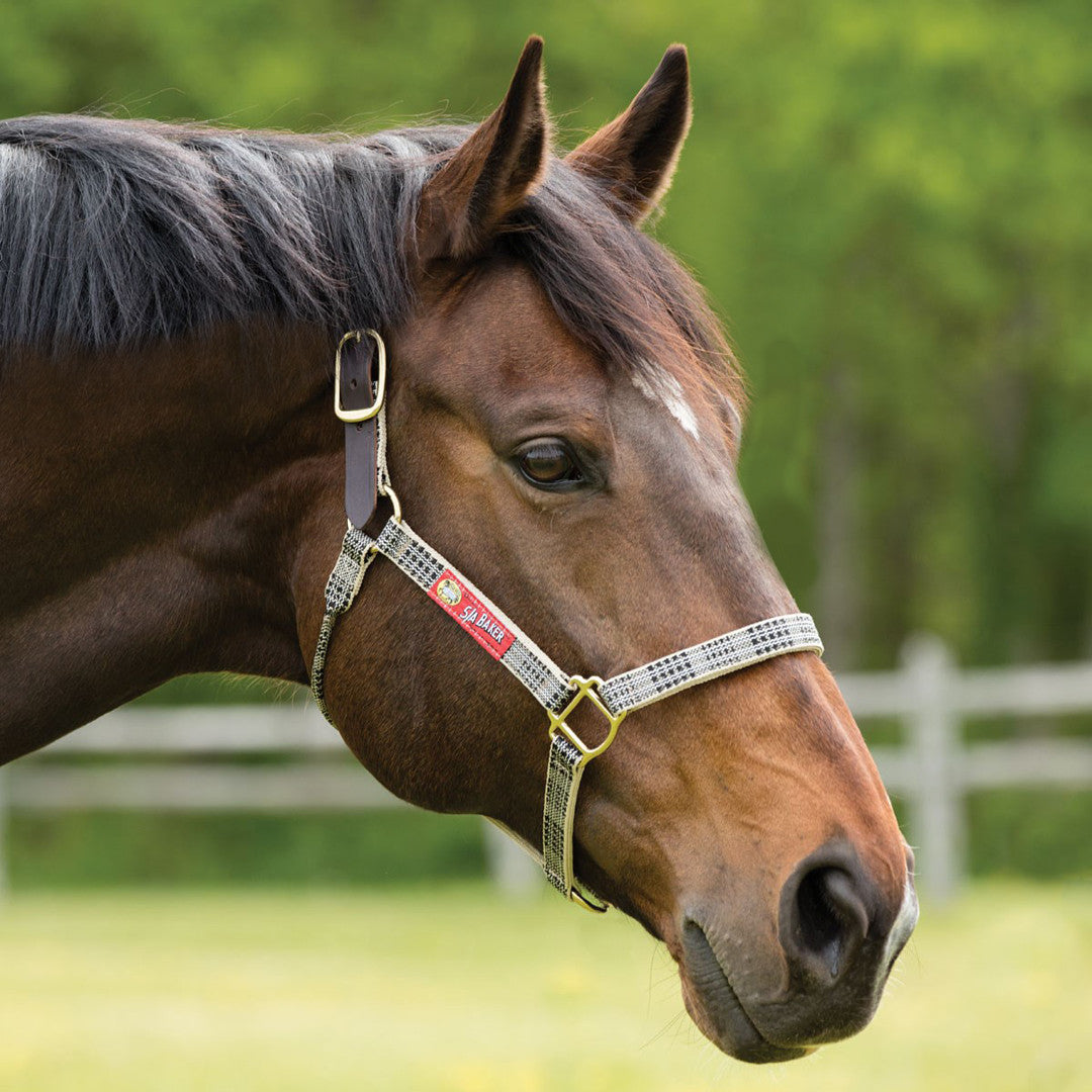 Baker 5/A Halter with Leather Crown-Halter-Consignment-Evolution Equestrian Co.