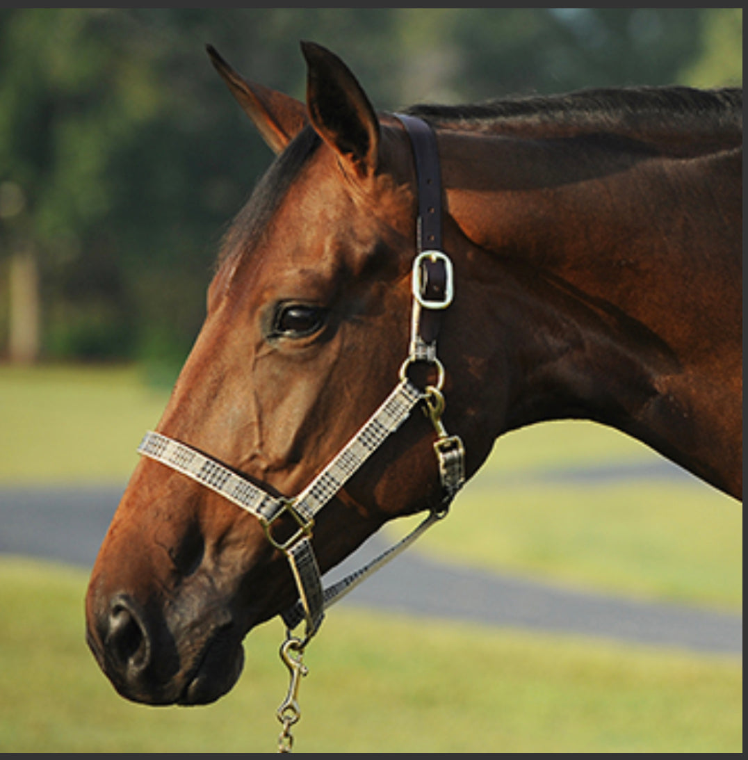 Baker 5/A Halter with Leather Crown-Halter-Consignment-Evolution Equestrian Co.