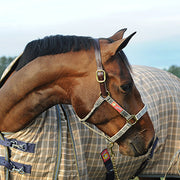 Baker 5/A Halter with Leather Crown-Halter-Consignment-Evolution Equestrian Co.