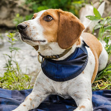 Load image into Gallery viewer, Back on Track Cooling Dog Bandana
