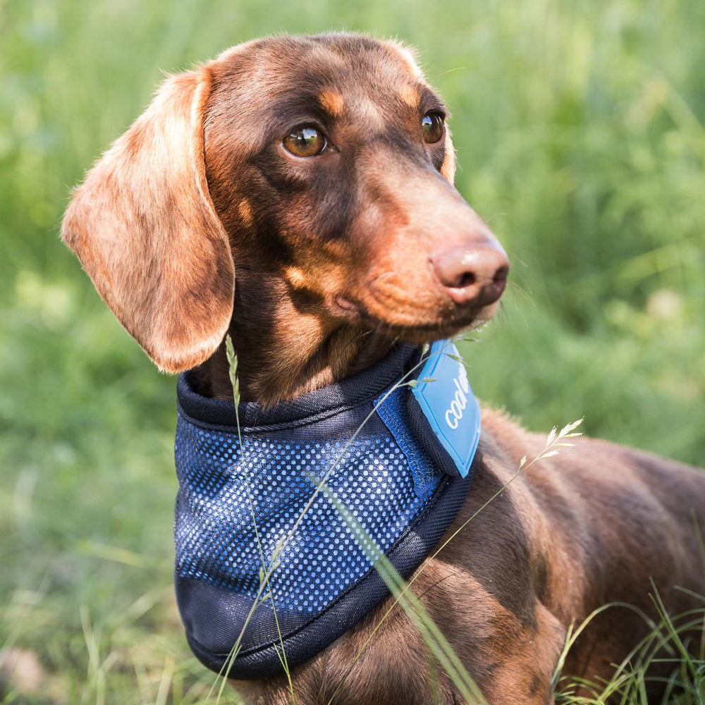 Back on Track Cooling Dog Bandana