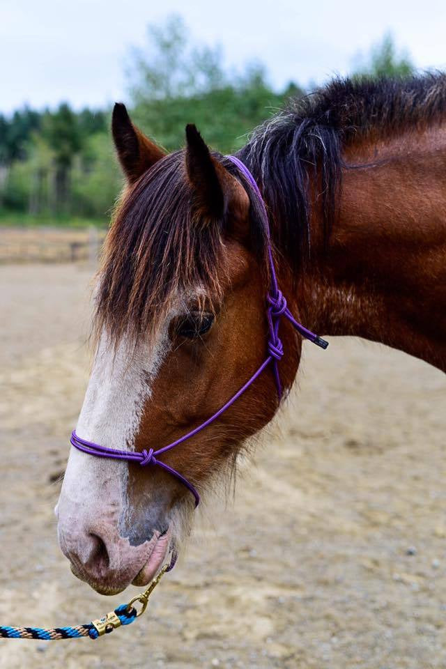 Burwash Classic Rope Halter-Horse Halters-Canadian Centurion Supply-Yearling-Evolution Equestrian Co.
