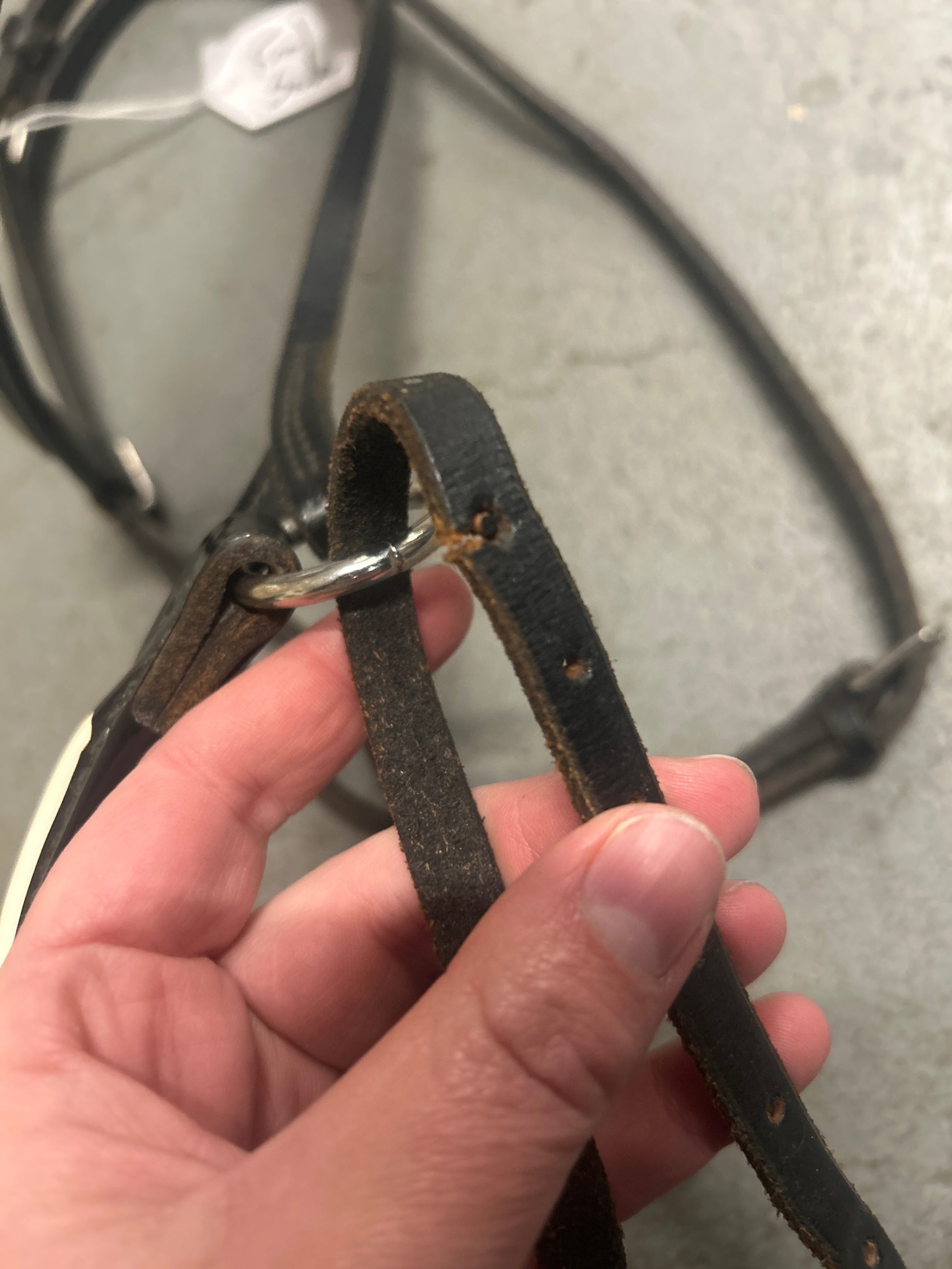 Champion Turf Foal Show Halter-Horse Halters-Consignment-Evolution Equestrian Co.