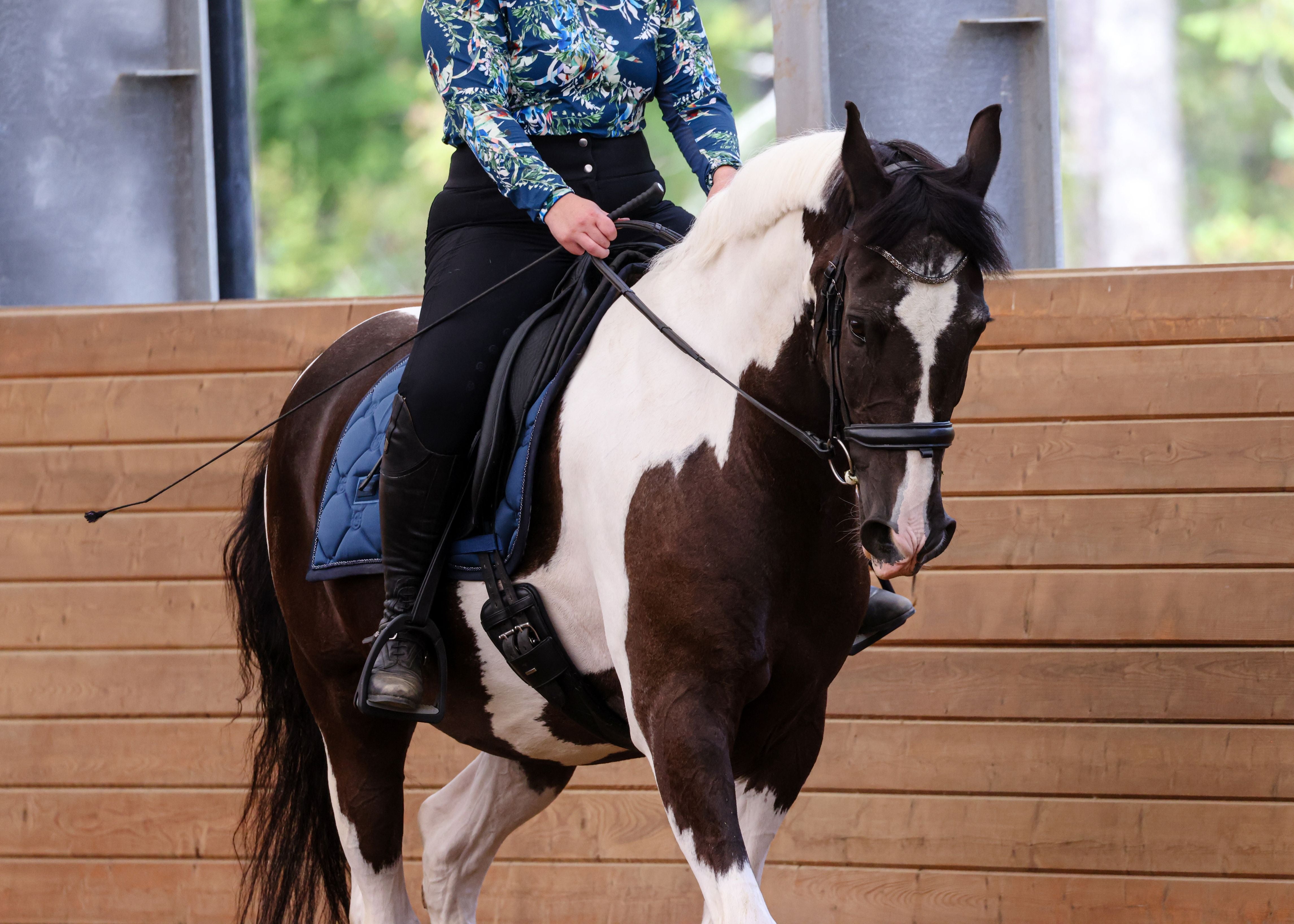 Evolution Equestrian Co.
