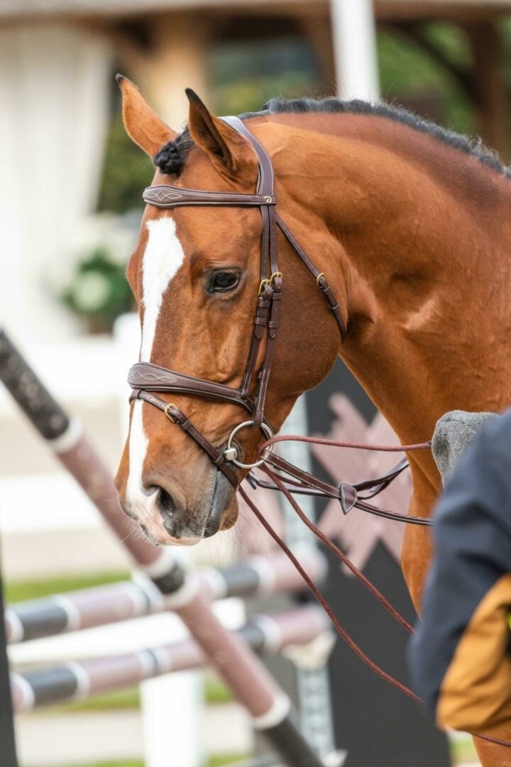 D'yon Rope Draw Reins-English Reins-Consignment-Evolution Equestrian Co.