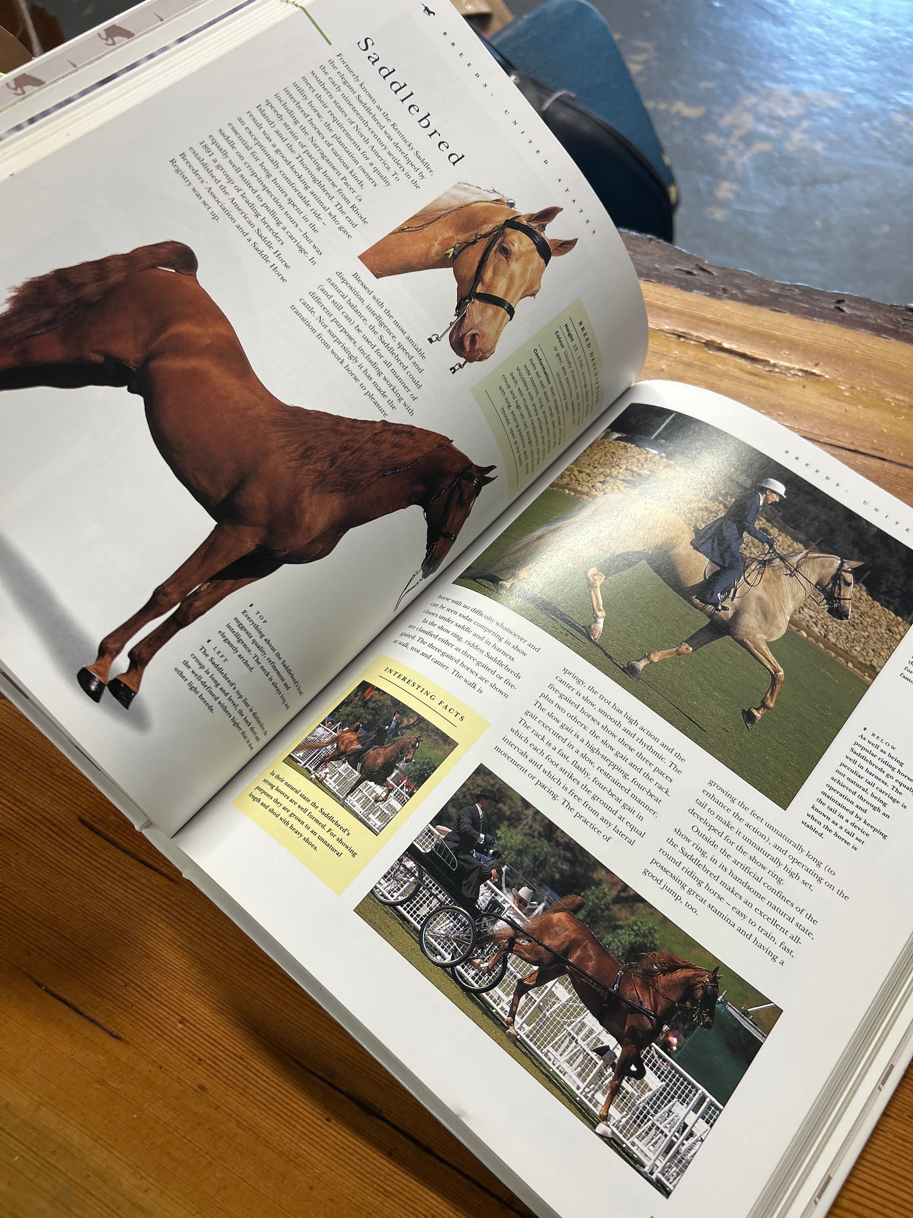 The Book of Horses and Horse Care by Judith Draper