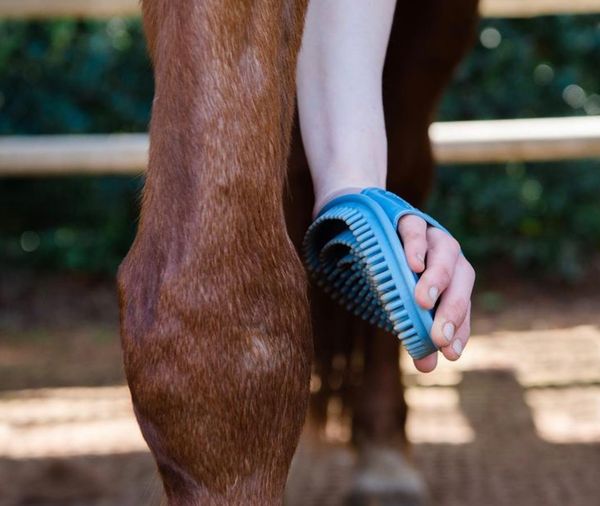 Epona Flexible Glossy Groomer-Pet Grooming Supplies-Canadian Centurion Supply-Turquoise-Evolution Equestrian Co.