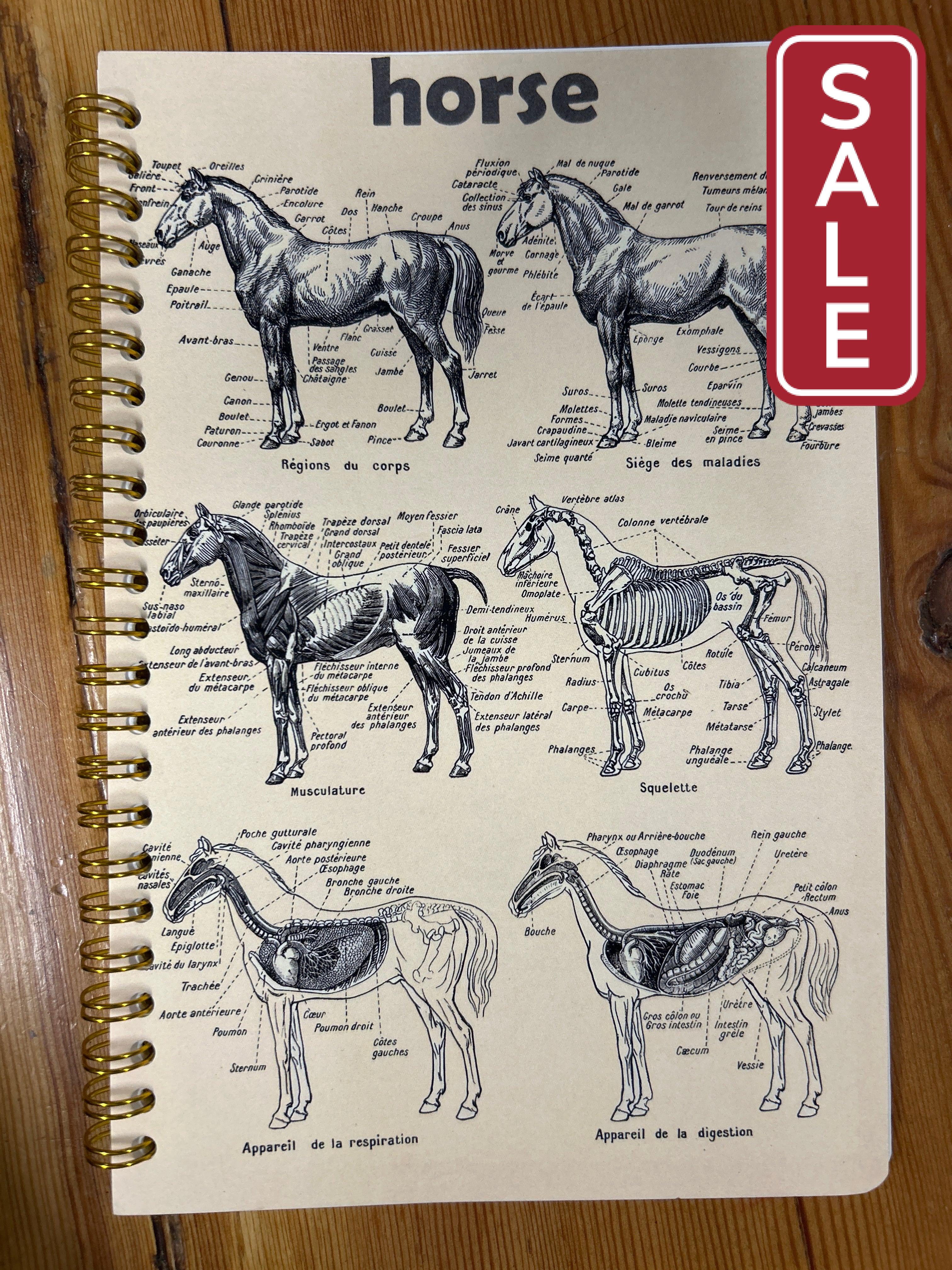 Equestrian Note Books-Notebooks-Evolution Equestrian Co.-Latin Anatomy-Evolution Equestrian Co.