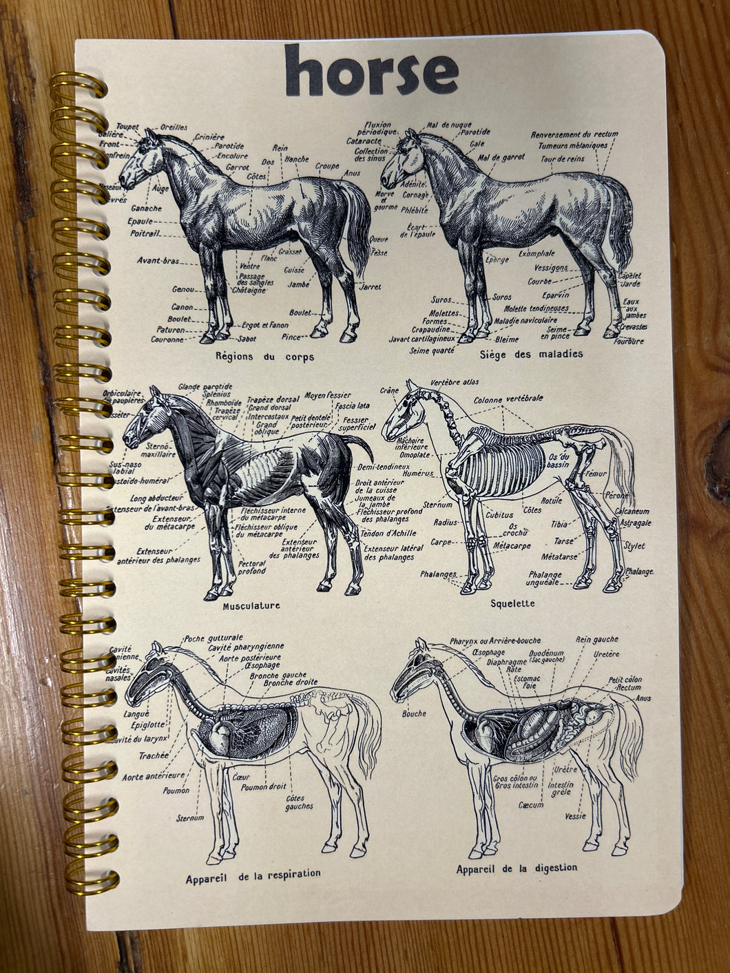 Equestrian Note Books-Notebooks-Evolution Equestrian Co.-Latin Anatomy-Evolution Equestrian Co.