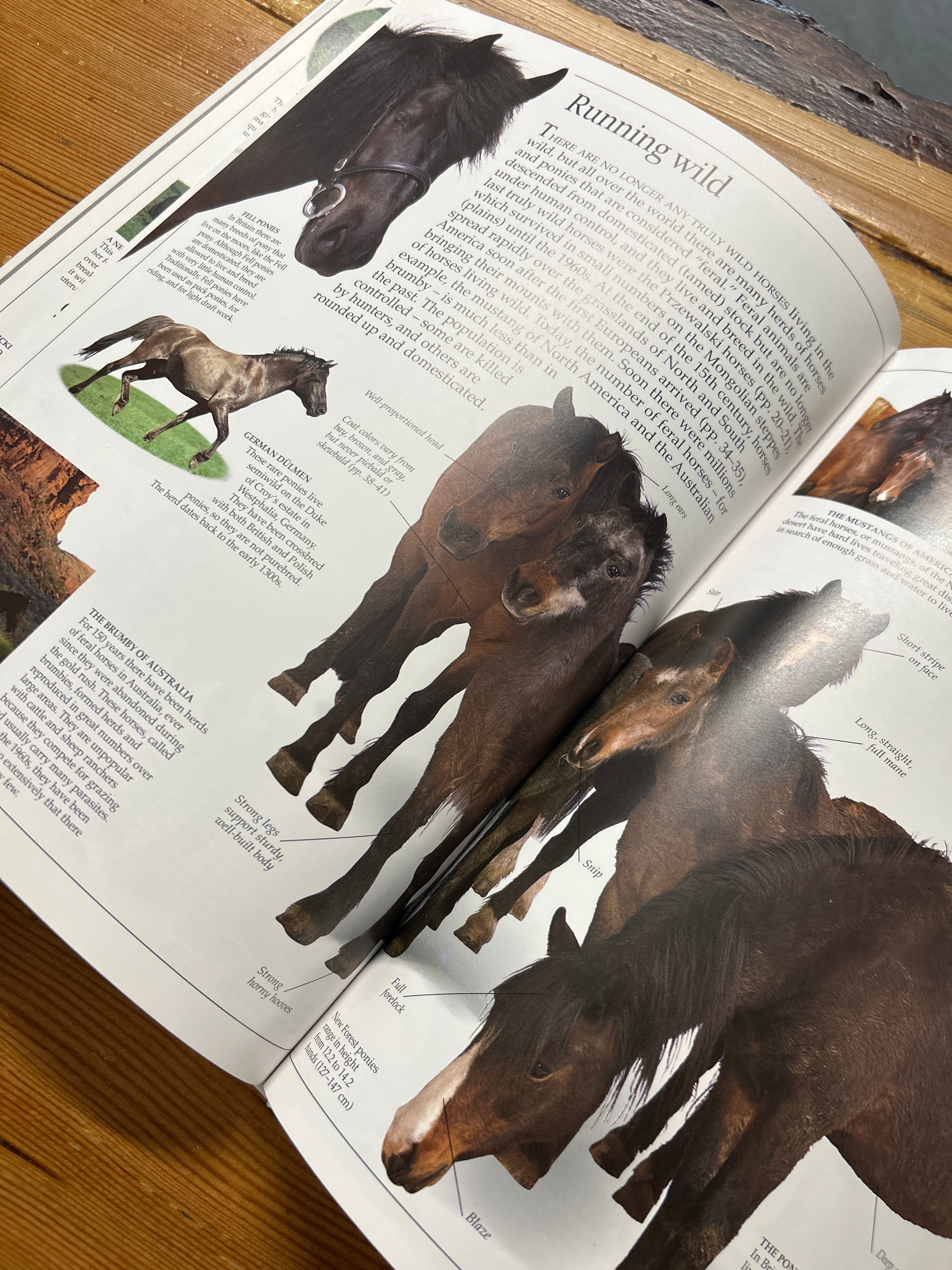 Eyewitness Books Horse-Book-Consignment-Evolution Equestrian Co.