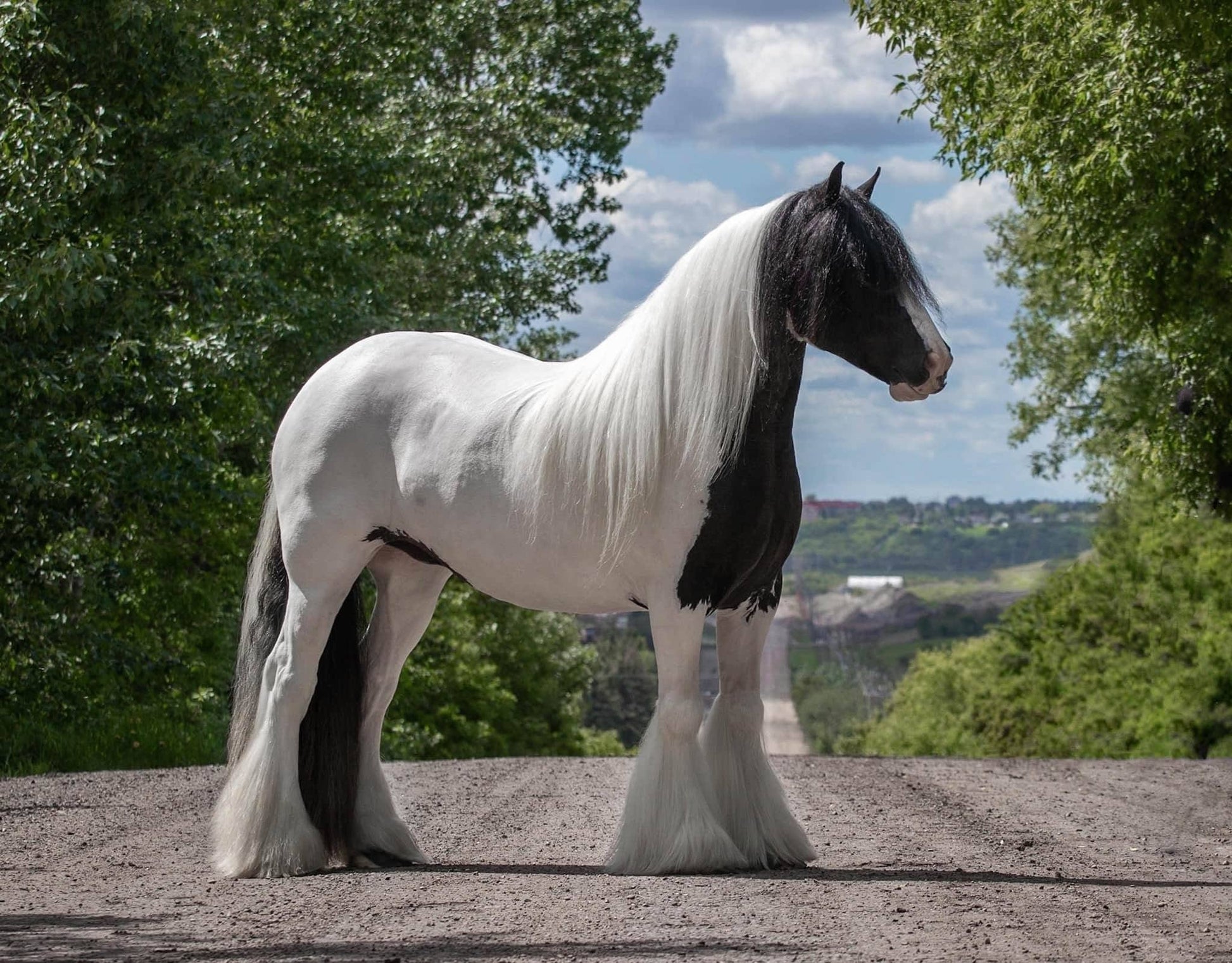 Galloping Goop Hi Ho Silver Whitening Shampoo-Pet Shampoo & Conditioner-Canadian Centurion Supply-Evolution Equestrian Co.
