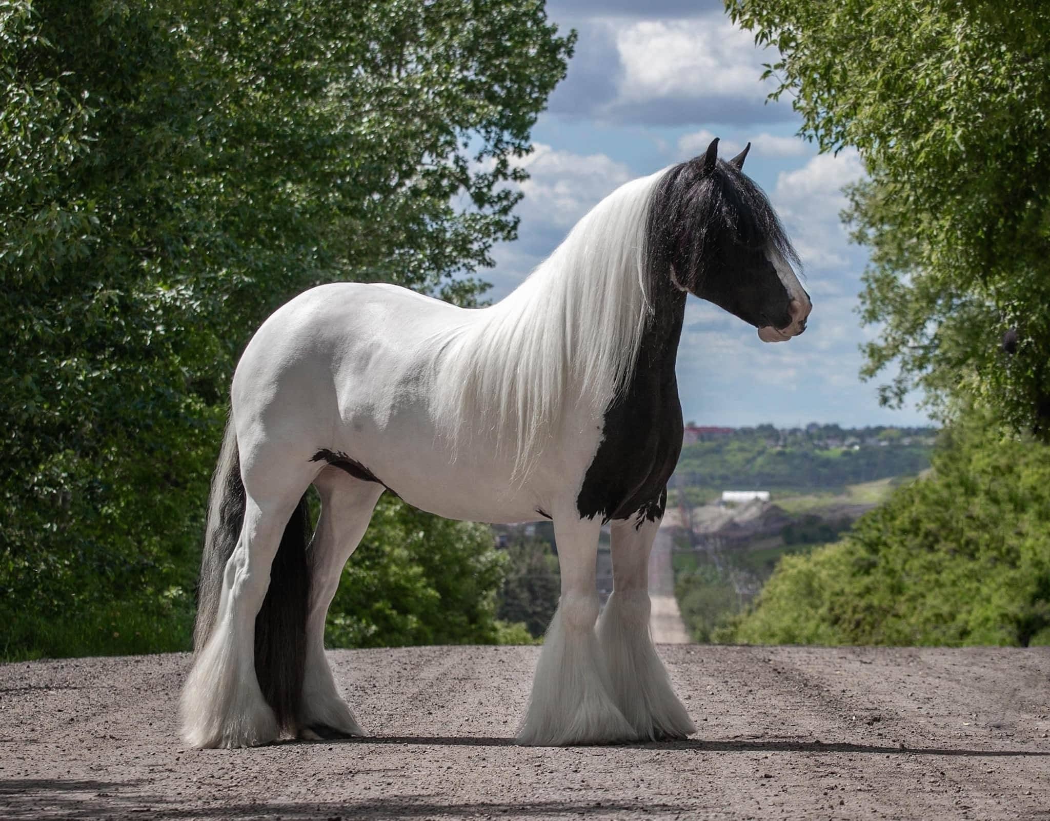 Galloping Goop Hi Ho Silver Whitening Shampoo-Pet Shampoo & Conditioner-Canadian Centurion Supply-Evolution Equestrian Co.