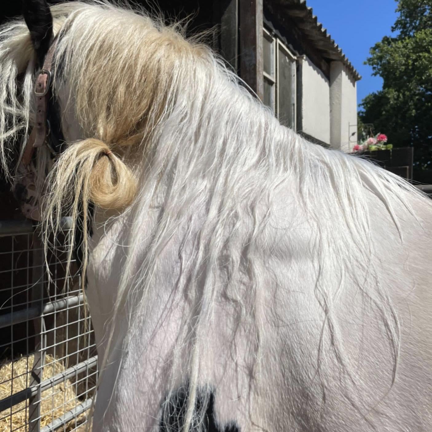 Galloping Goop Hi Ho Silver Whitening Shampoo-Pet Shampoo & Conditioner-Canadian Centurion Supply-Evolution Equestrian Co.