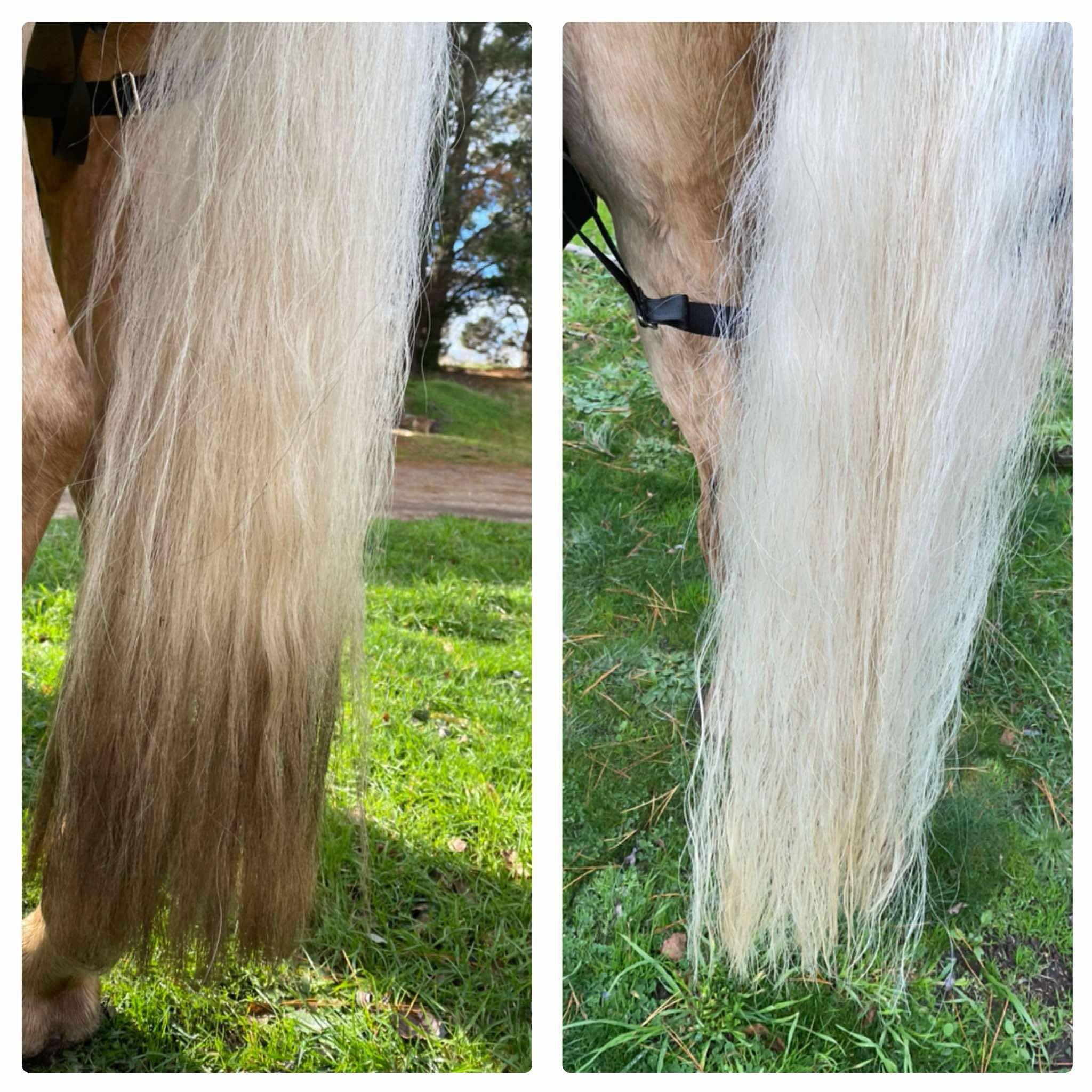 Galloping Goop Hi Ho Silver Whitening Shampoo-Pet Shampoo & Conditioner-Canadian Centurion Supply-Evolution Equestrian Co.
