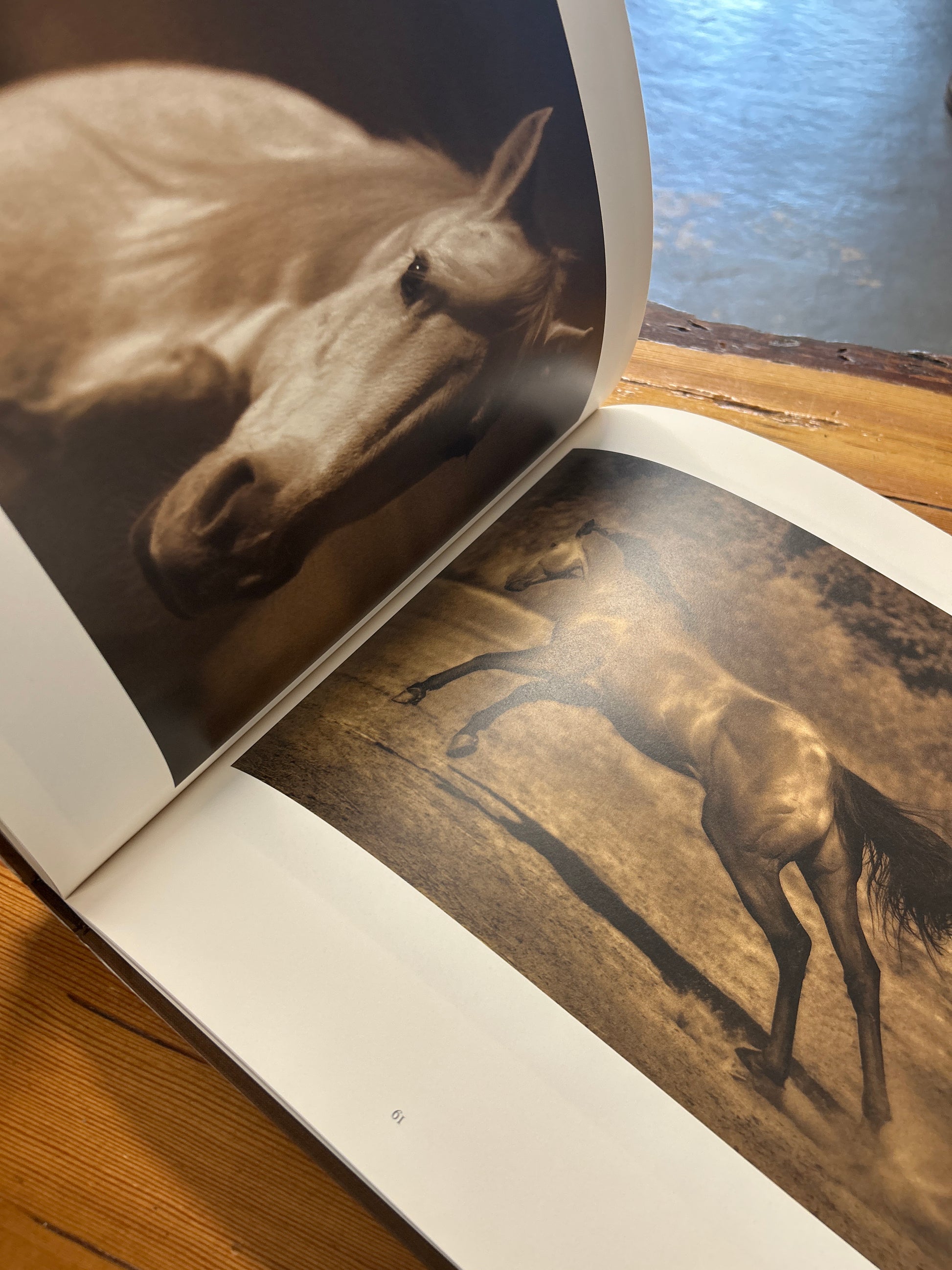 Horses Photographs Michael Eastman-Book-Consignment-Evolution Equestrian Co.