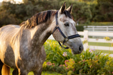 Load image into Gallery viewer, LeMieux Logo Halter Navy
