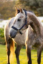 Load image into Gallery viewer, LeMieux Logo Halter Navy
