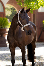 Load image into Gallery viewer, LeMieux Essence Halter Stone
