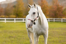 Load image into Gallery viewer, LeMieux Ropella Halter Cranberry
