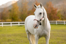 Load image into Gallery viewer, LeMieux Ropella Halter Cranberry
