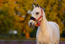 Load image into Gallery viewer, LeMieux Mini Vogue Cranberry Halter and Leadrope
