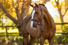 Load image into Gallery viewer, LeMieux Essence Halter Damson
