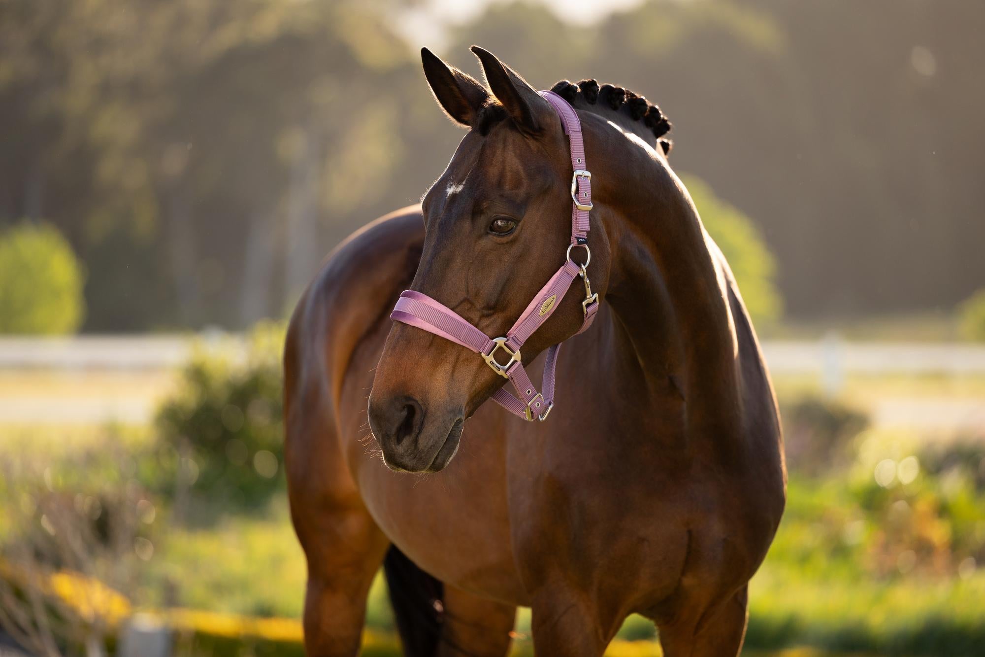 LeMieux Versailles Halter Mallow-Halter-LeMieux-Cob-Evolution Equestrian Co.