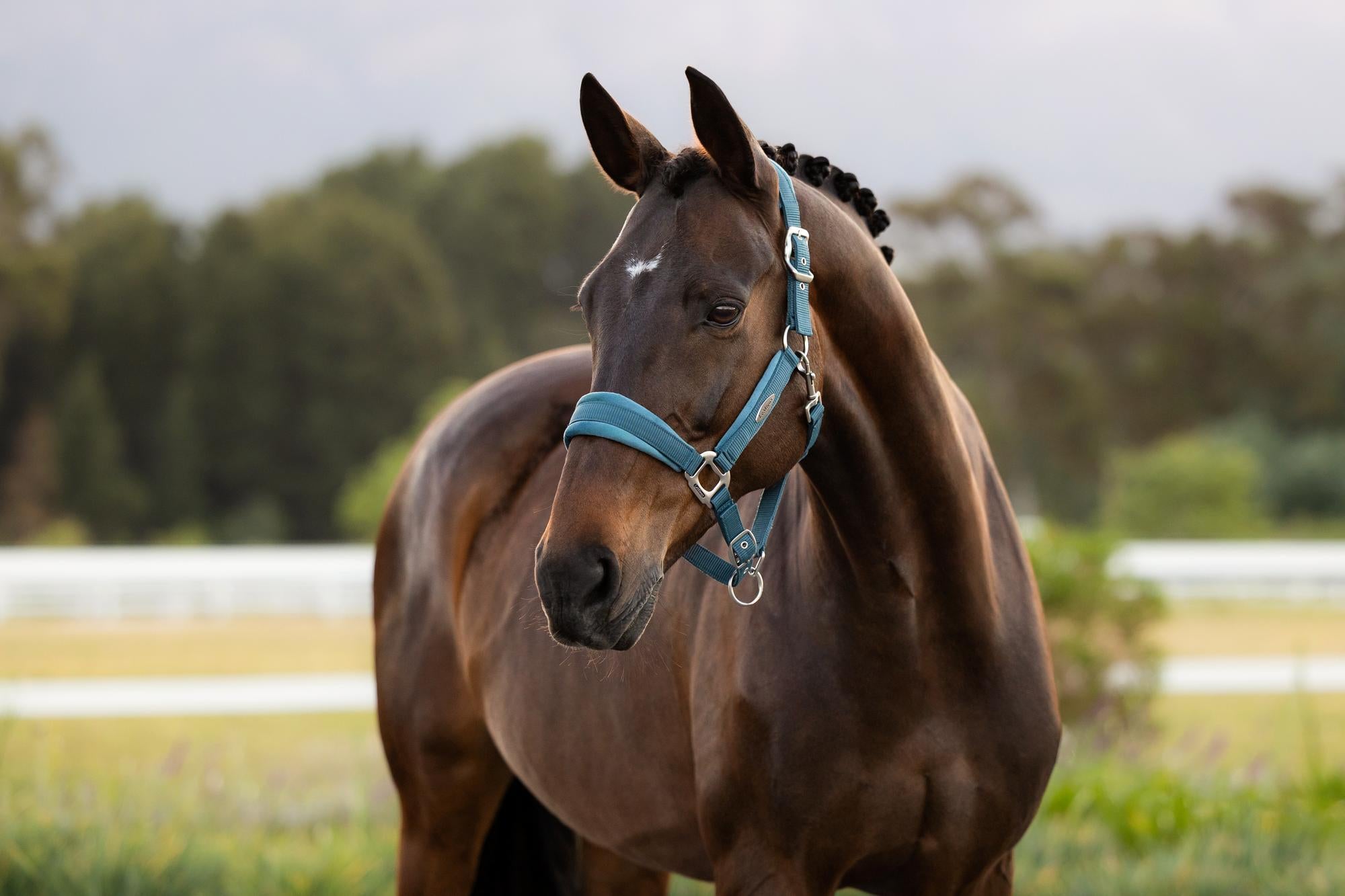LeMieux Versailles Halter Jungle-Halter-LeMieux-Cob-Evolution Equestrian Co.