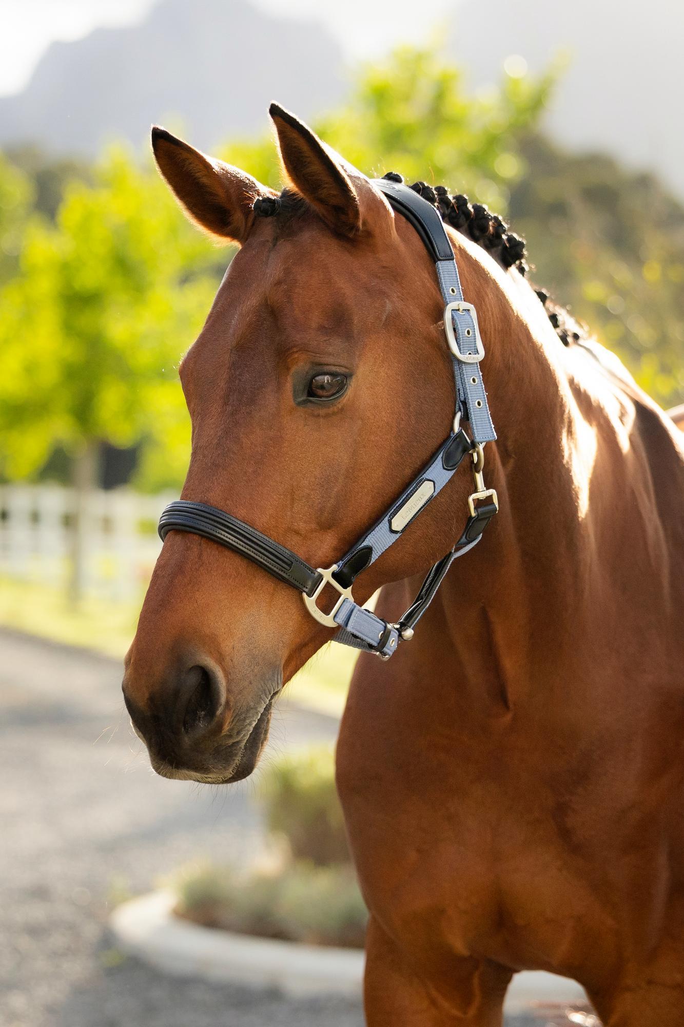 LeMieux Capella Halter Powder Blue-Halter-LeMieux-Cob-Evolution Equestrian Co.