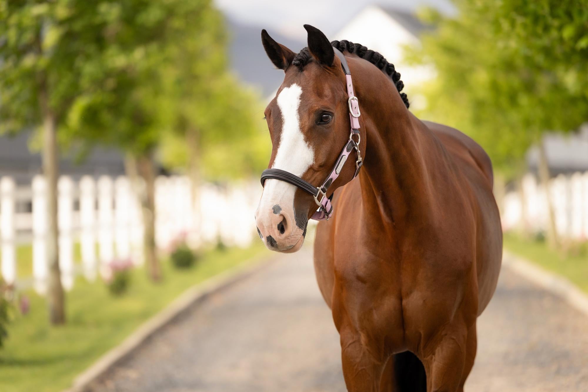 LeMieux Capella Halter Fondant-Halter-LeMieux-Cob-Evolution Equestrian Co.