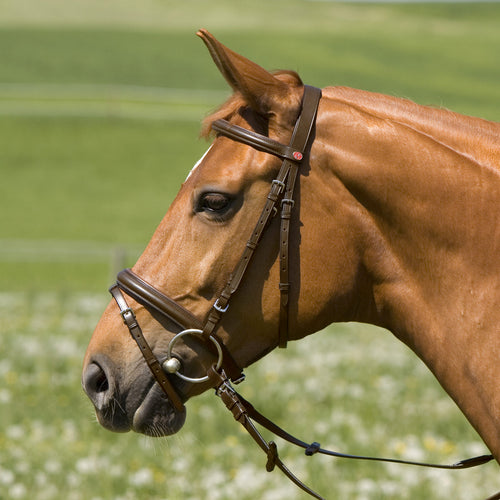 Keiffer Belinda Snaffle Bridle Coldblood-Bridle-Eaglewood Equestrian-Black-Evolution Equestrian Co.