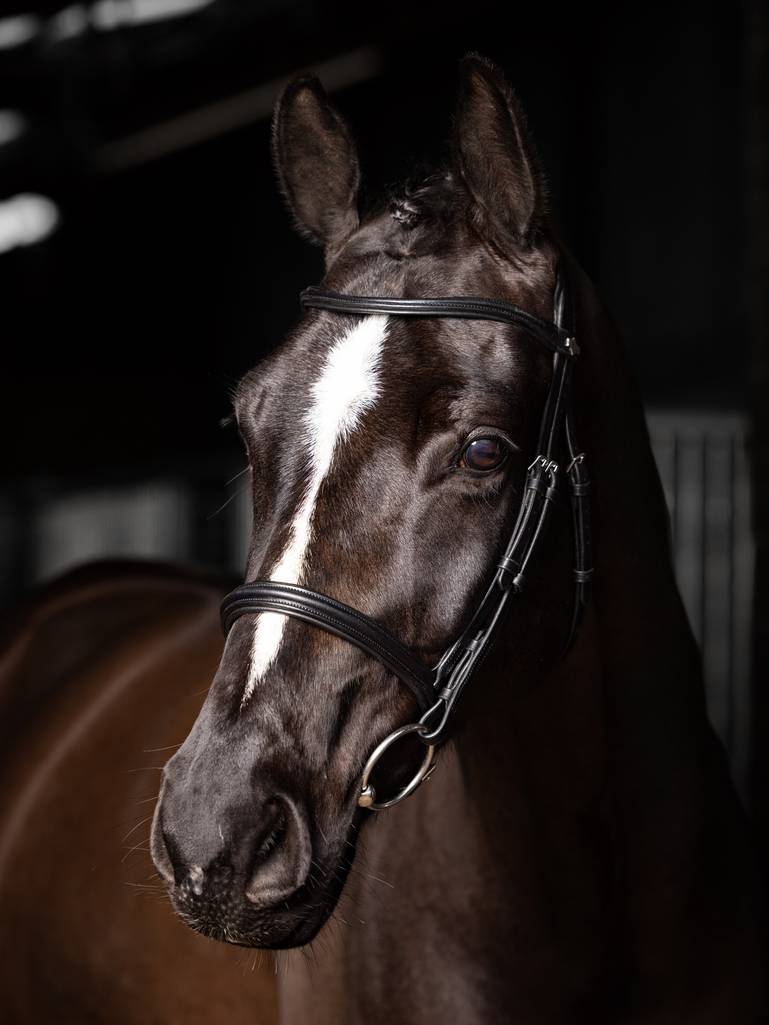 LeMieux Arika Cavesson Bridle-English Bridle-LeMieux-Pony-Black / Silver-Evolution Equestrian Co.