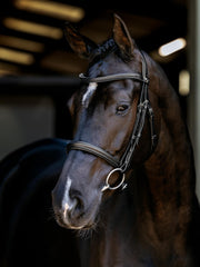 LeMieux Arika Cavesson Bridle Black-Bridle-LeMieux-Pony-Evolution Equestrian Co.