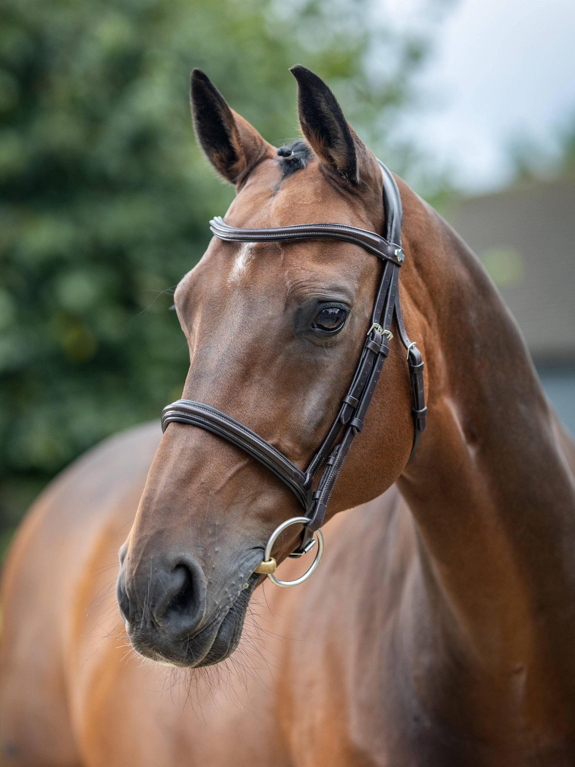 LeMieux Arika Cavesson Bridle-English Bridle-LeMieux-Pony-Brown / Silver-Evolution Equestrian Co.