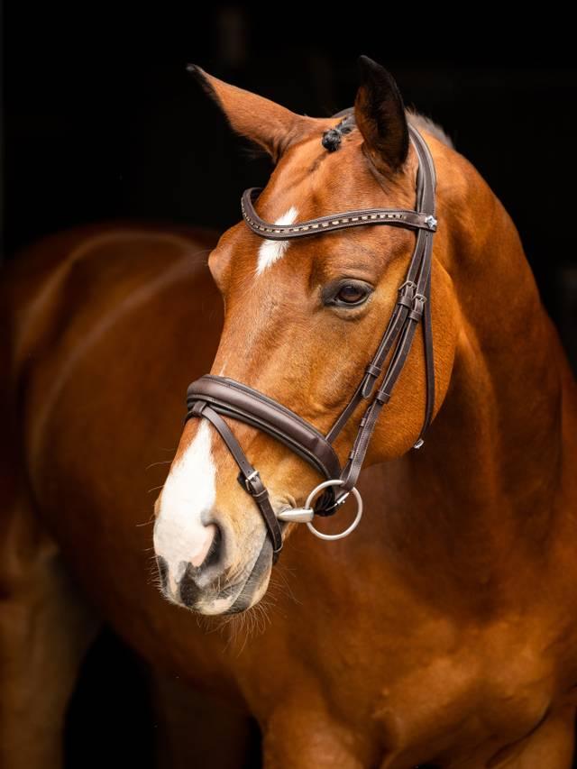 LeMieux Arika Dressage Bridle-Bridle-LeMieux-Black-Pony-Evolution Equestrian Co.