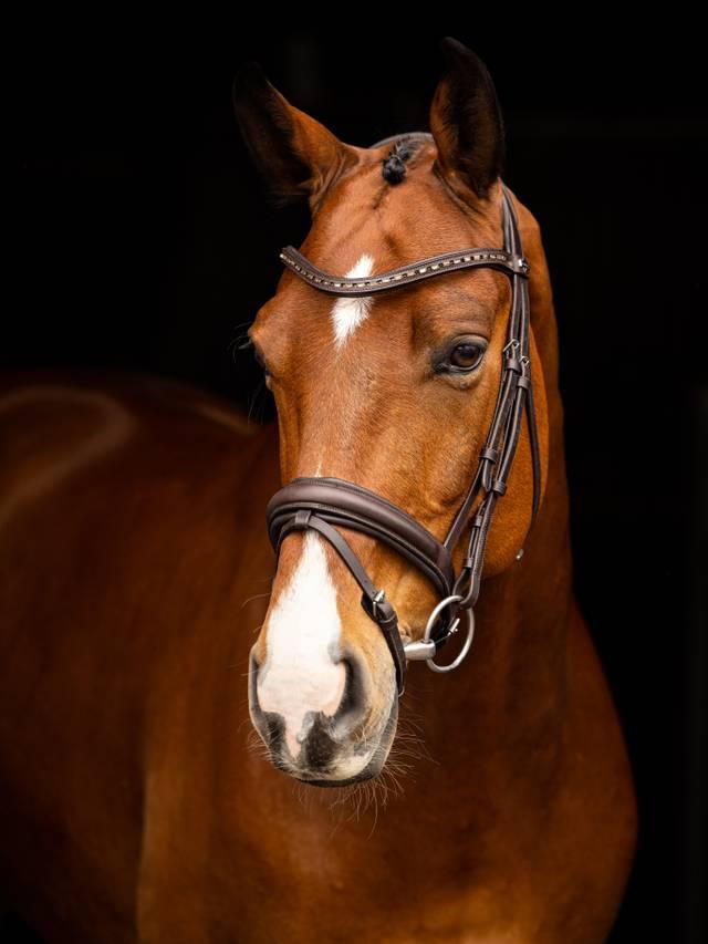LeMieux Arika Dressage Bridle-Bridle-LeMieux-Black-Pony-Evolution Equestrian Co.