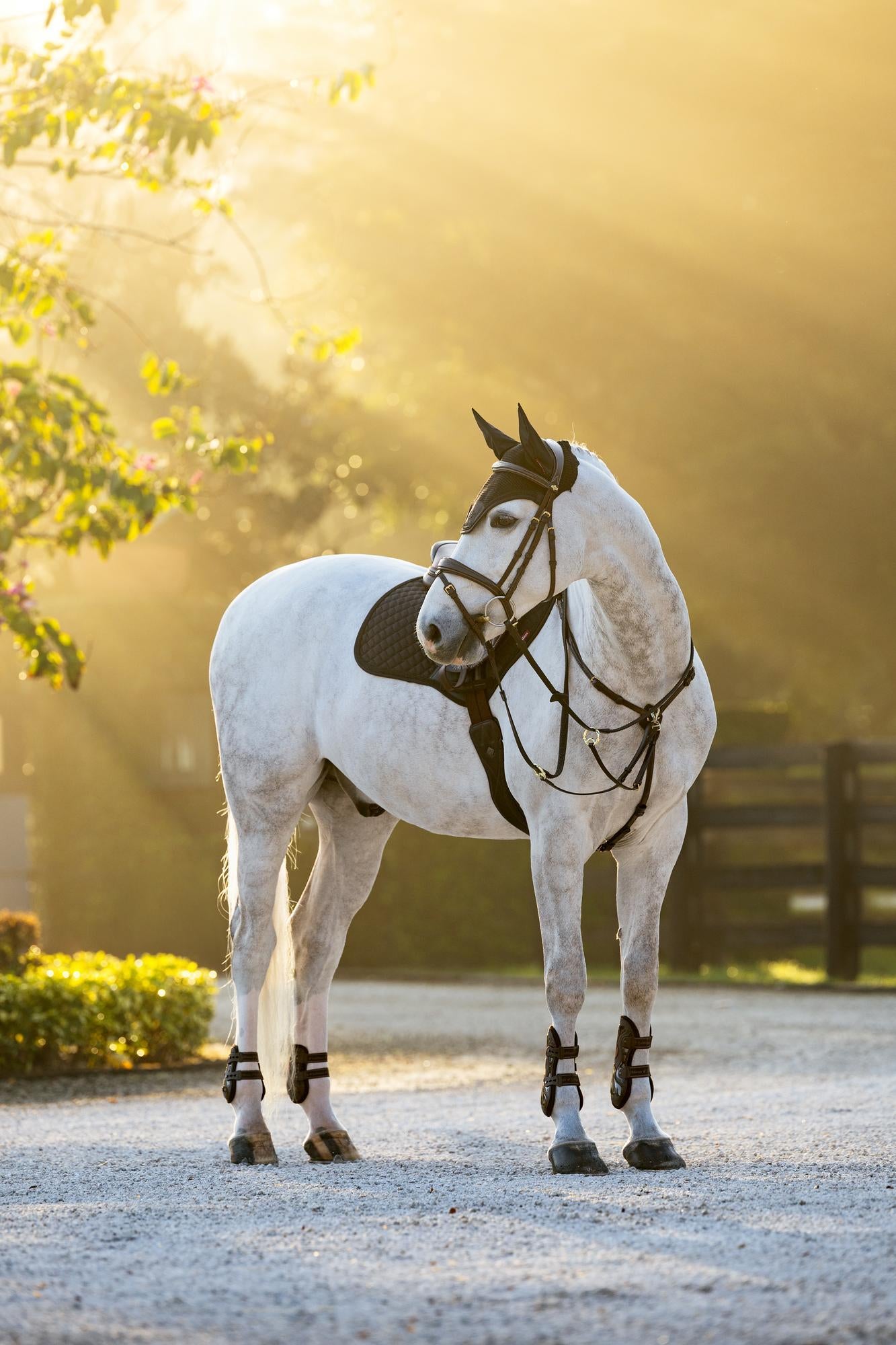 LeMieux Brilliance Close Contact Saddle Pad-English Saddle Pad-LeMieux-White-Evolution Equestrian Co.