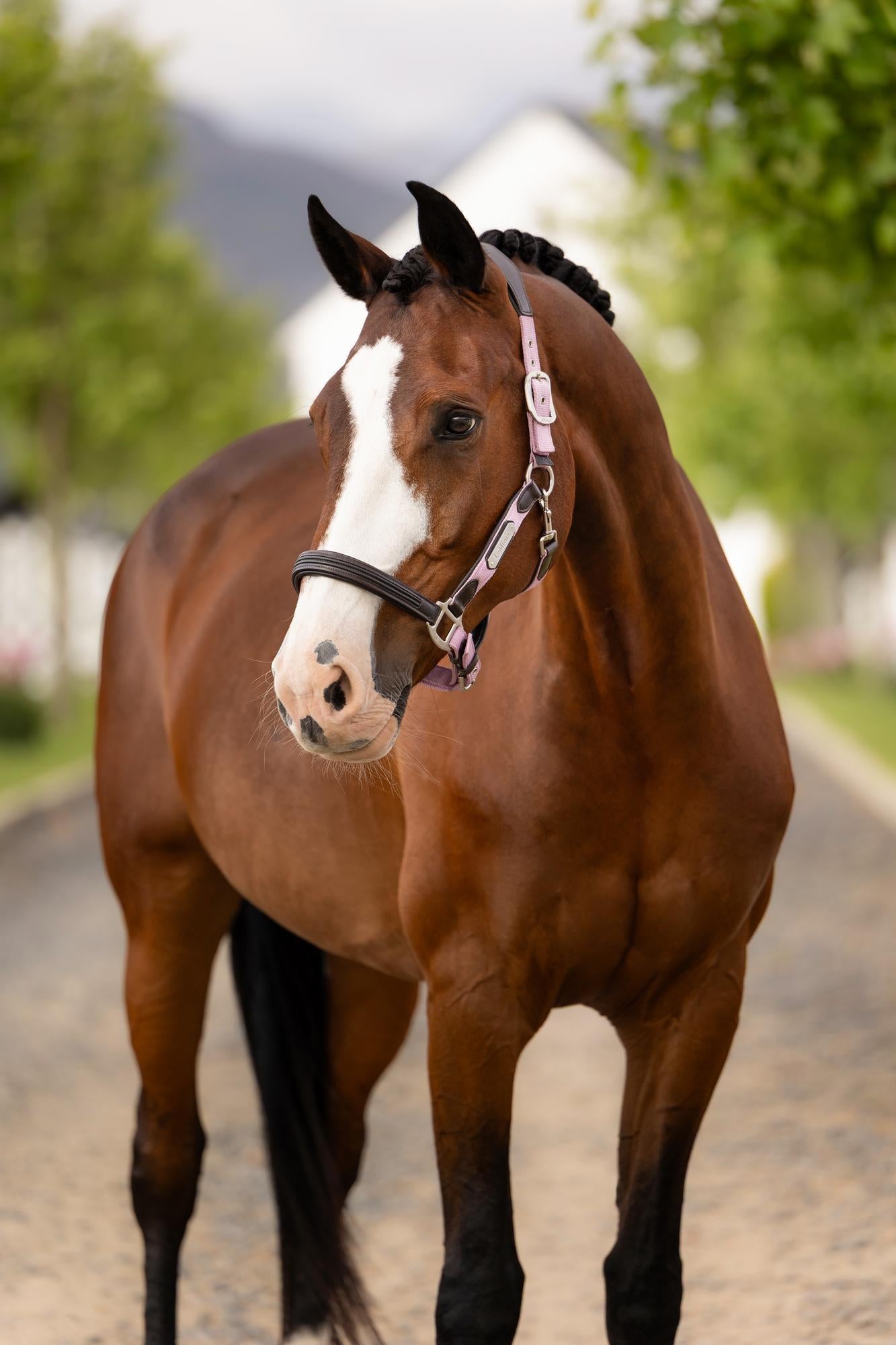 LeMieux Capella Halter Fondant-Halter-LeMieux-Cob-Evolution Equestrian Co.